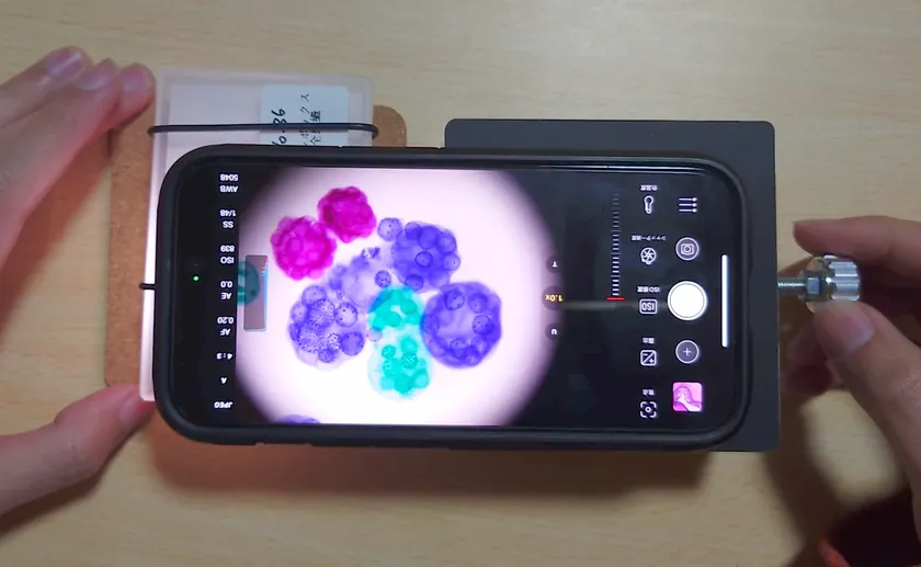 ボルボックスの標本を観察している様子