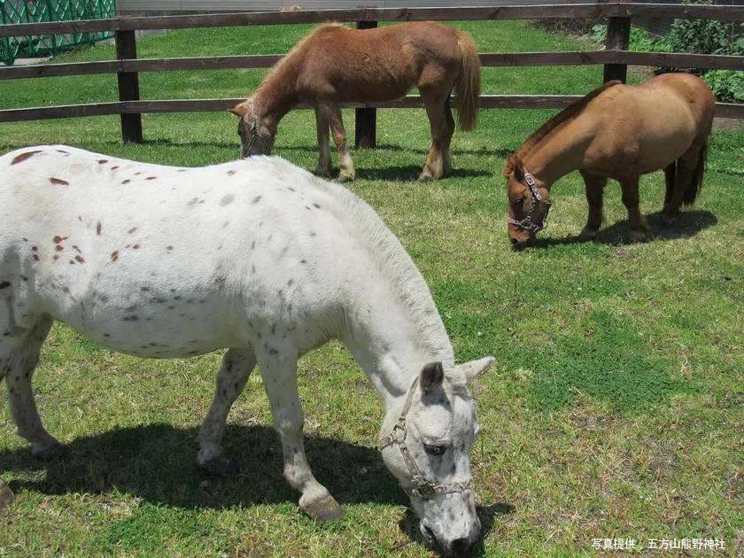 五方山熊野神社のご神馬