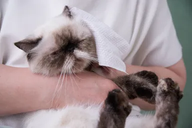 安心な処方はねこちゃんにも使用いただけます