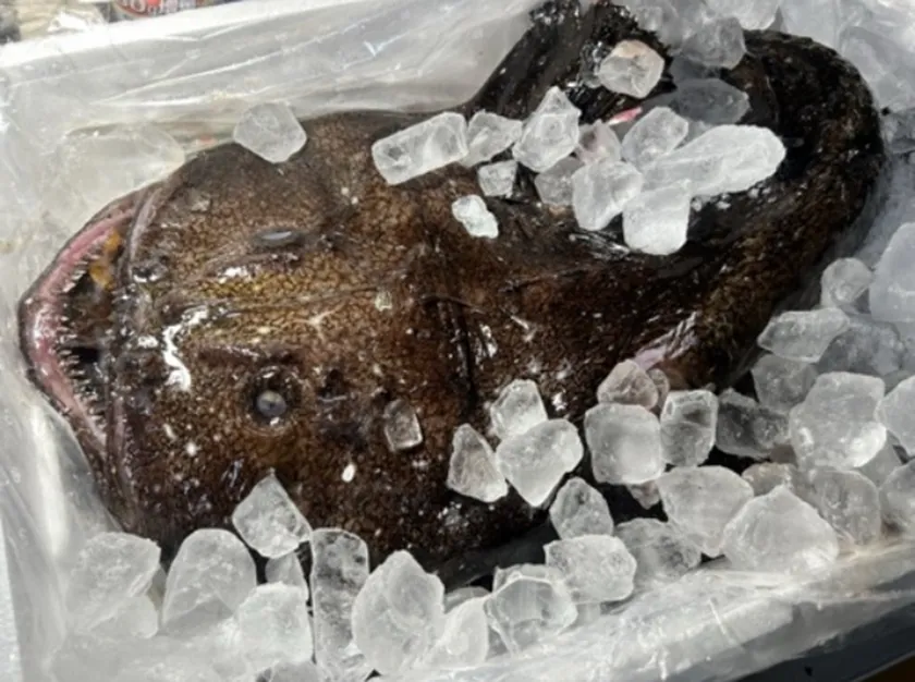 鮟鱇(あんこう)