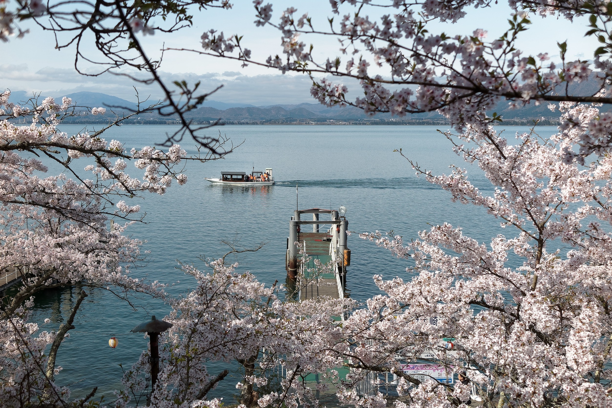 海津大崎の桜並木