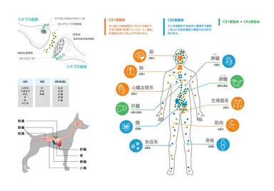 CBDの有効なメカニズムとは？
