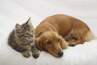 内蔵疾患のあるペットへ