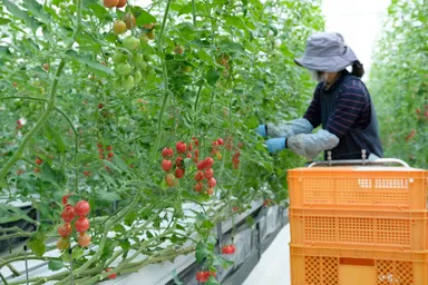 ひりょうやさんのトマト
