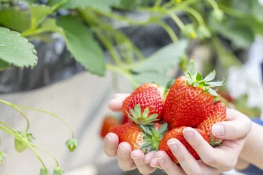 Farm to Table ～ファーム トゥ テーブル～