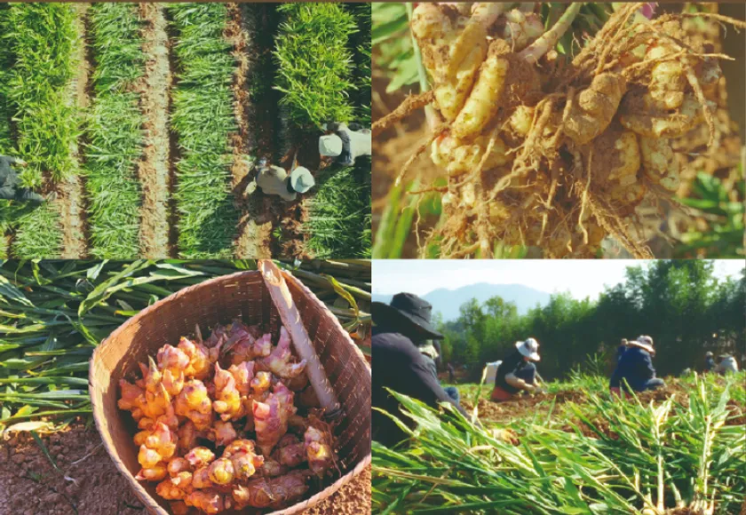 金堤の黄土生姜