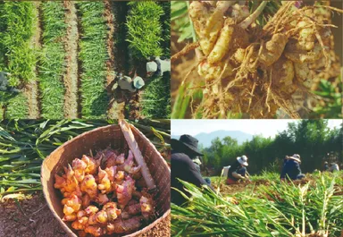 金堤の黄土生姜