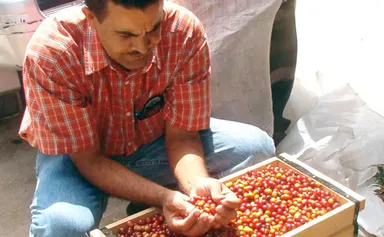 ブルーマウンテンNO1　クライスデール農園