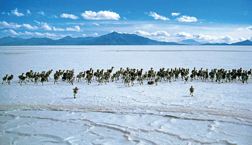 (Photo _15) 塩の結晶したウユニ湖に群れるフラミンゴのひな (ボリビア) 1986年 撮影:片平孝