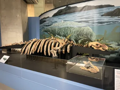 ステラーダイカイギュウ展示風景