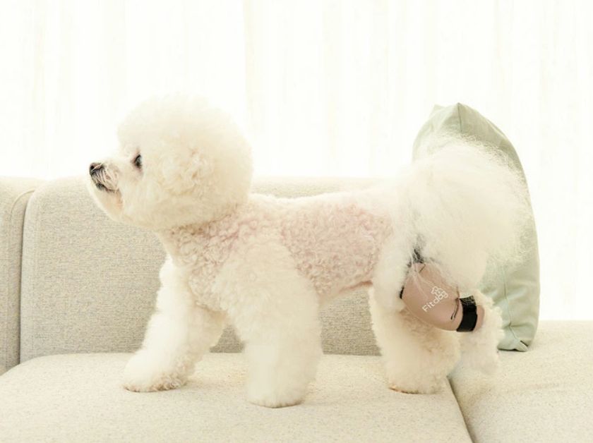 韓国発・犬体工学サポーター『Fitdog(フィットドッグ)』　
楽天市場進出に続き、日本の有力バイヤーから問い合わせが相次ぐ！
B2B市場への本格参入を開始