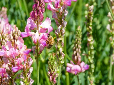 はちみつの花とミツバチ