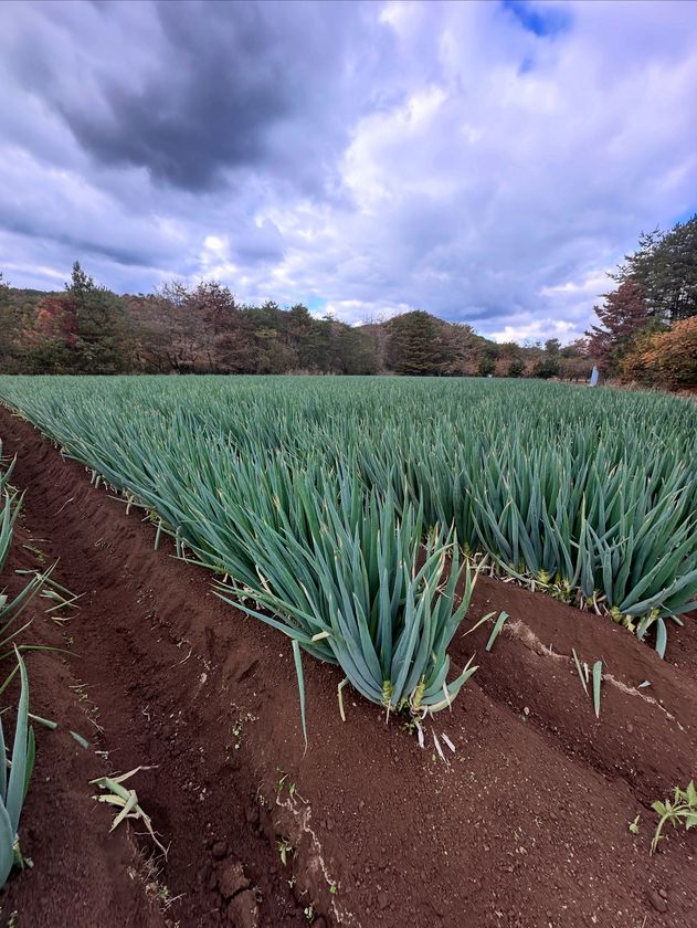 白竜伝説の里から生まれた新ブランド　
有機肥料メーカーが作る極太白ネギ「だいわねぎ白竜」
2026年1月下旬より道の駅やJA産直で発売