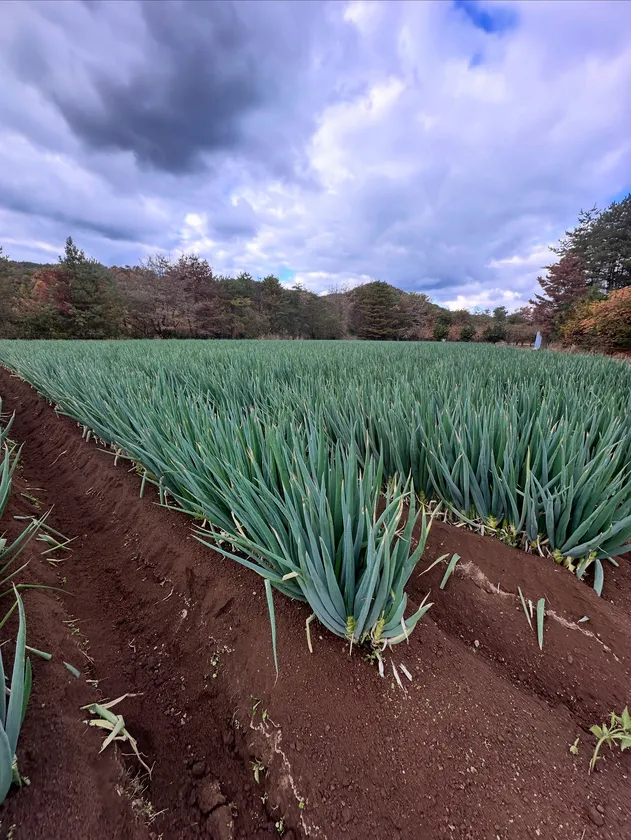 だいわねぎ白竜圃場