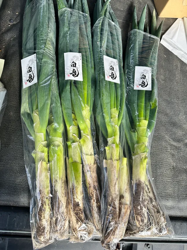 だいわねぎ白竜