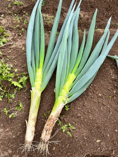 軟白は短いが極太の白ネギです