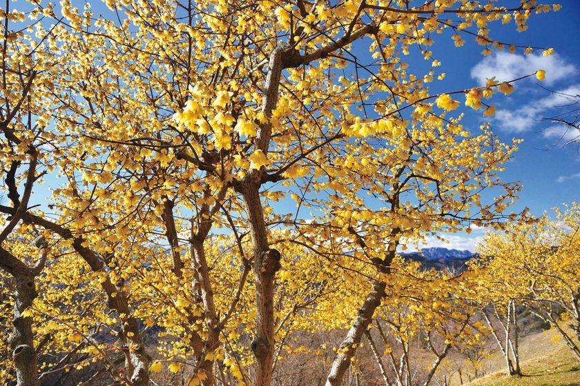 関東屈指のロウバイの名所
「長瀞宝登山臘梅園(ながとろほどさんろうばいえん)」
まもなく見頃！
新スポット＆グルメで心ゆくまで花さんぽ