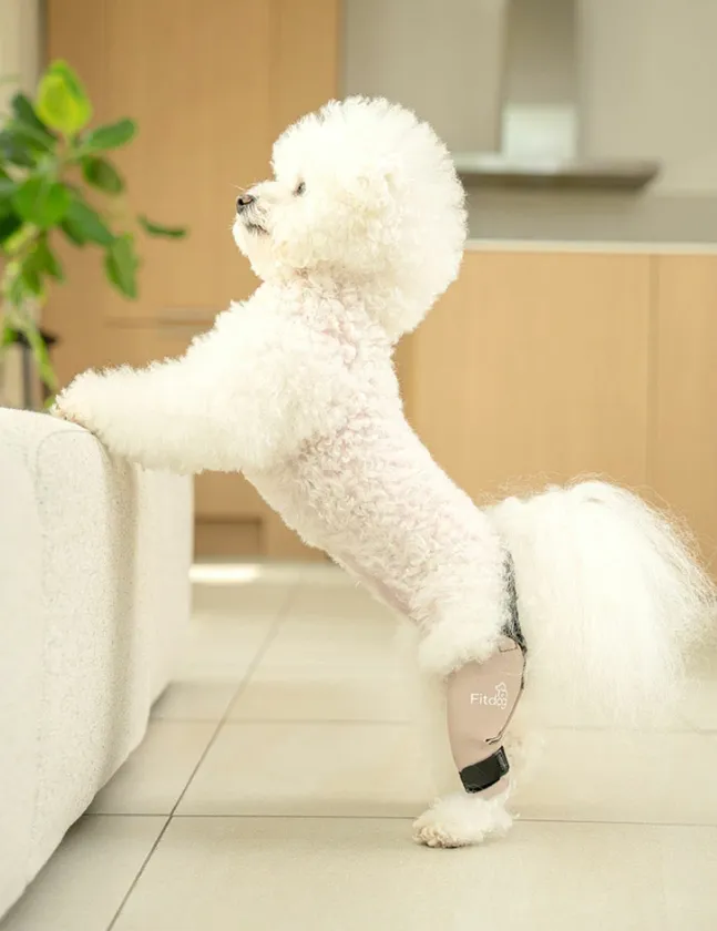 Fitdog