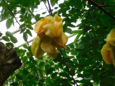 園内産完熟スターフルーツ