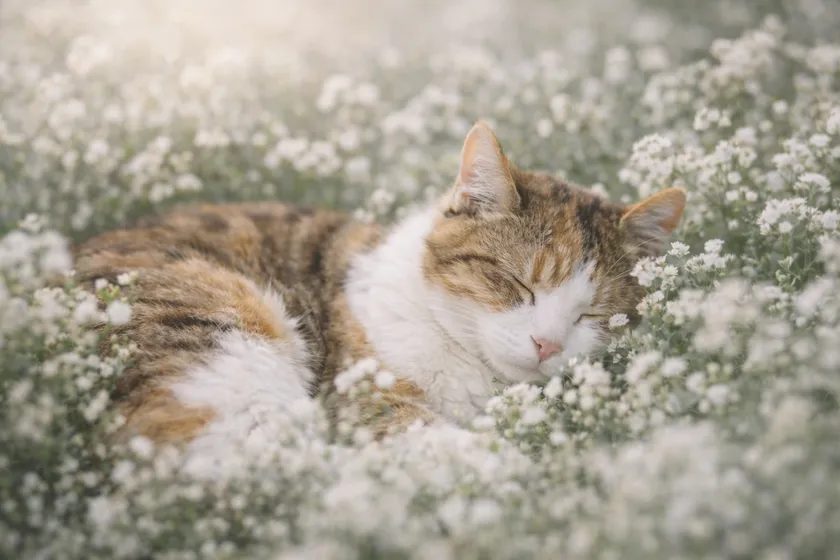 大切な存在との穏やかな記憶
