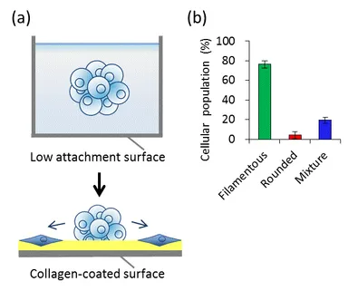 遊走中の毛乳頭細胞内では線維状ミトコンドリアが支配的である