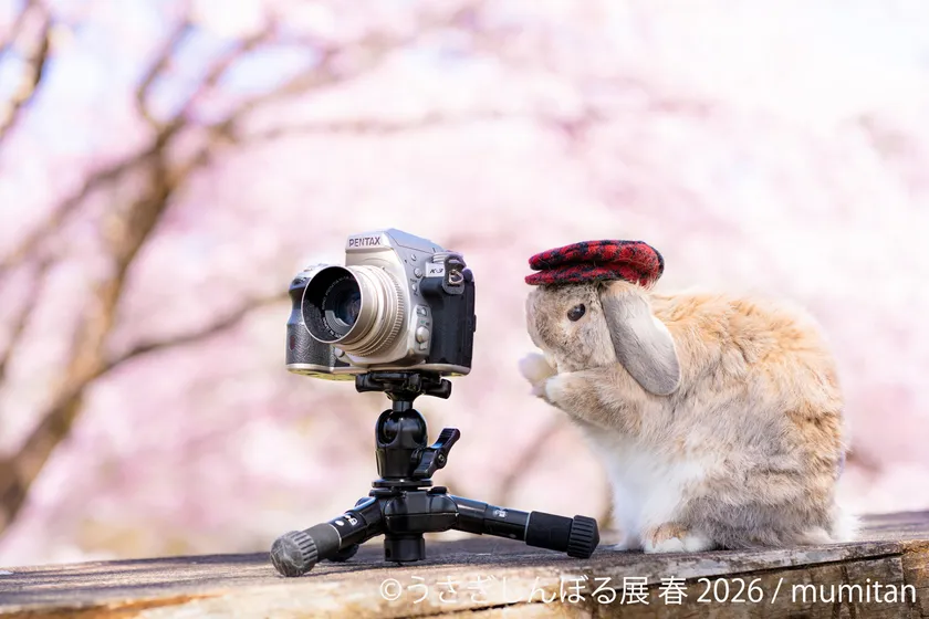 展示作品:mumitan