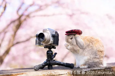 展示作品：mumitan