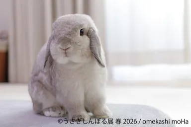 展示作品：omekashi moHa