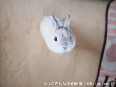 展示作品：toronouchi