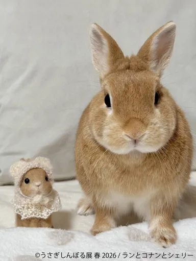 展示作品：ランとコナンとシェリー