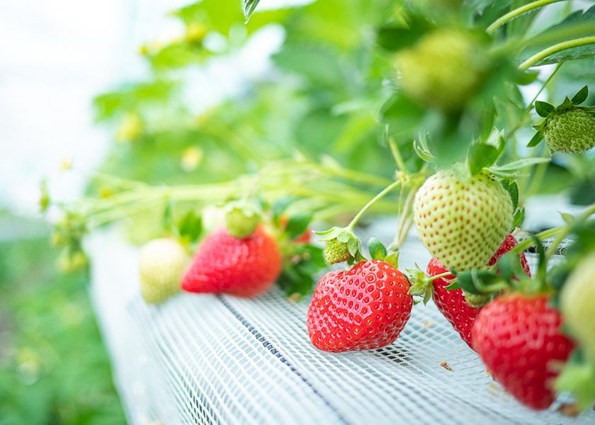 福岡県「朝倉マルシェ 果樹蔵」にて
“昭和レトロ”をテーマにしたいちご狩り体験を
2026年1月9日より開催