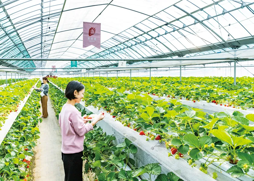 いちご狩り(イメージ2)