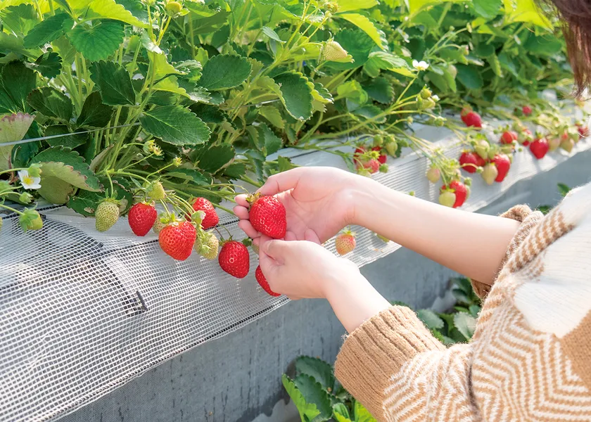 いちご狩り(イメージ3)