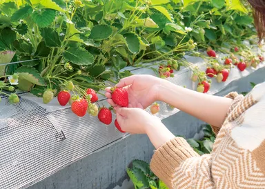 いちご狩り(イメージ3)