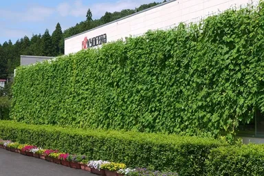 建屋壁面に設置したゴーヤのグリーンカーテン