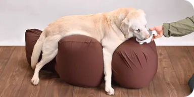 リラクッション