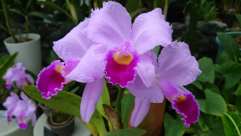 洋ラン(カトレア)