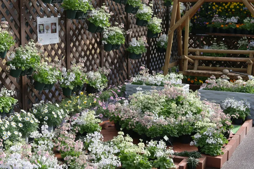 早春の草花展(1)