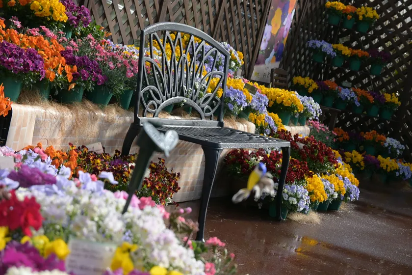 早春の草花展(2)