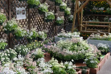 早春の草花展(1)