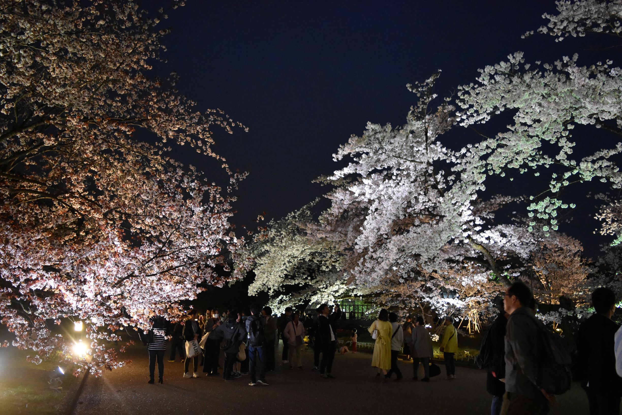 LIGHT CYCLES KYOTO 夜桜 ライトアップ 幻想的