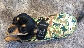 ドッグカモフラタンクイメージ