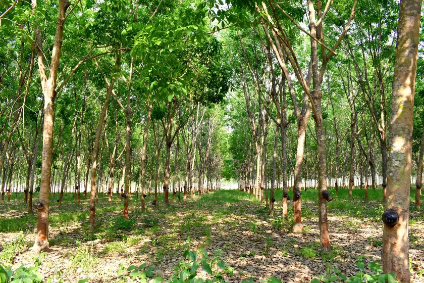 天然ゴム林イメージ