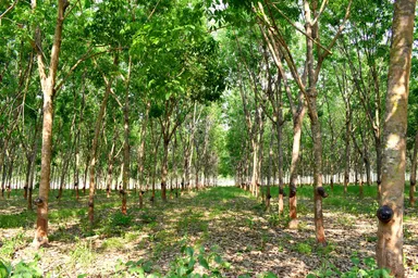 天然ゴム林イメージ