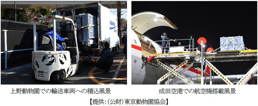 恩賜上野動物園から中国・四川省成都へ
シャオシャオ・レイレイの
中国返還をサポートしました。