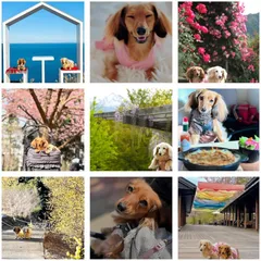 愛犬との旅行をサポート