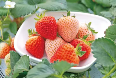 フレグランスピーチ