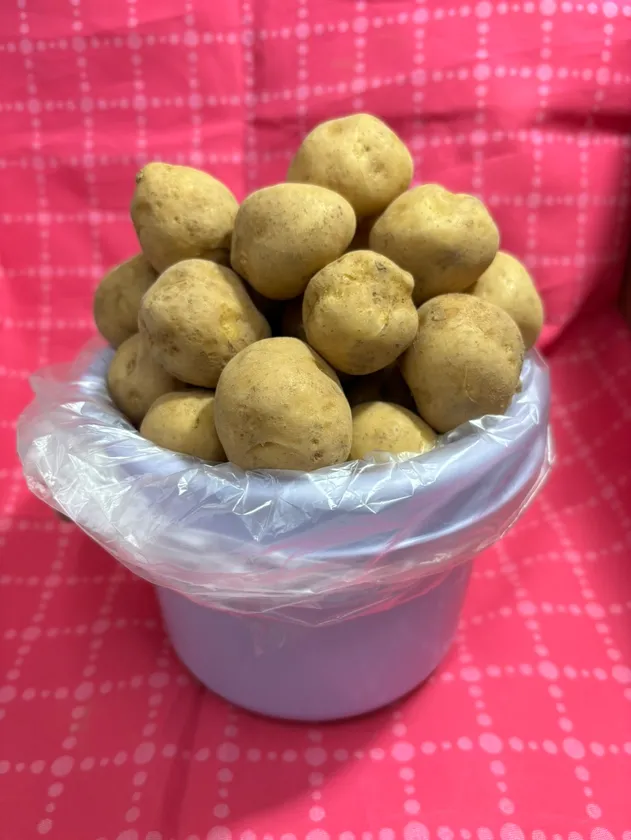 小粒新じゃが バケツ詰め放題