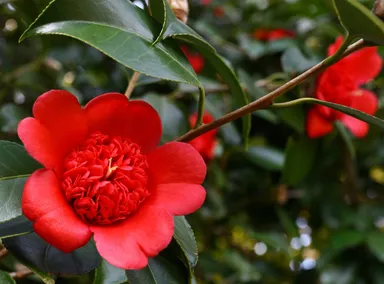 日光椿（天然記念物）