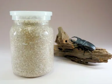 オオクワガタと菌糸ビン